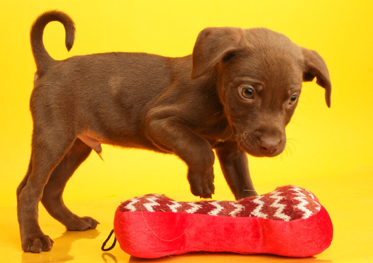 How To Make A Dog Crate More Comfortable